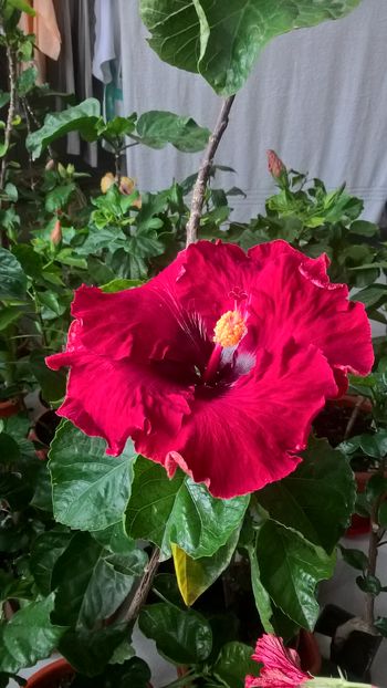  - Hibiscus Maroon Stars