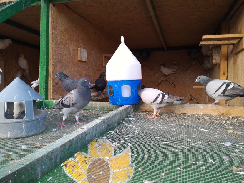 P_20161027_173022 - porumbei 2016