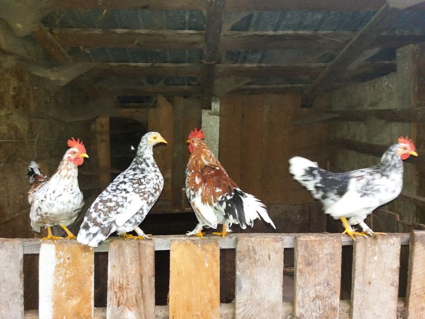  - Pitici si pasari  2016