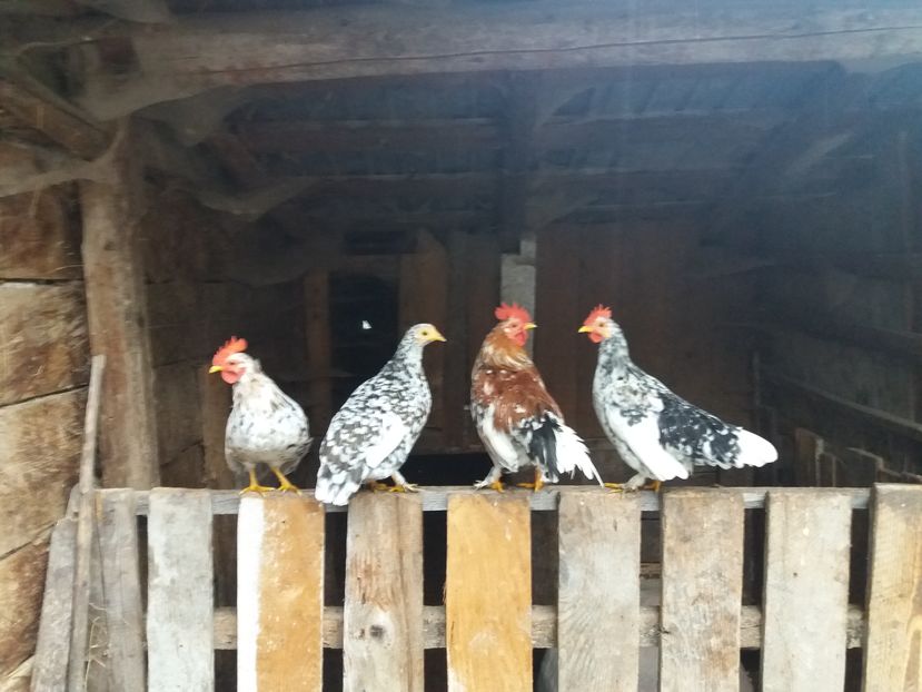  - Pitici si pasari  2016