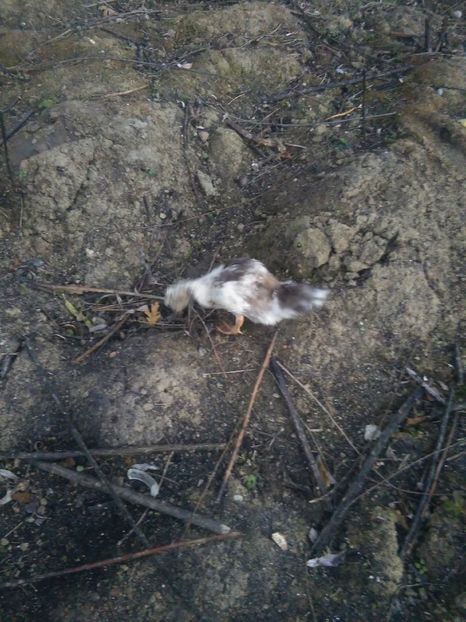 1477927486571-465075150