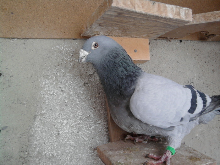 Fotografie0153 M 04vandut