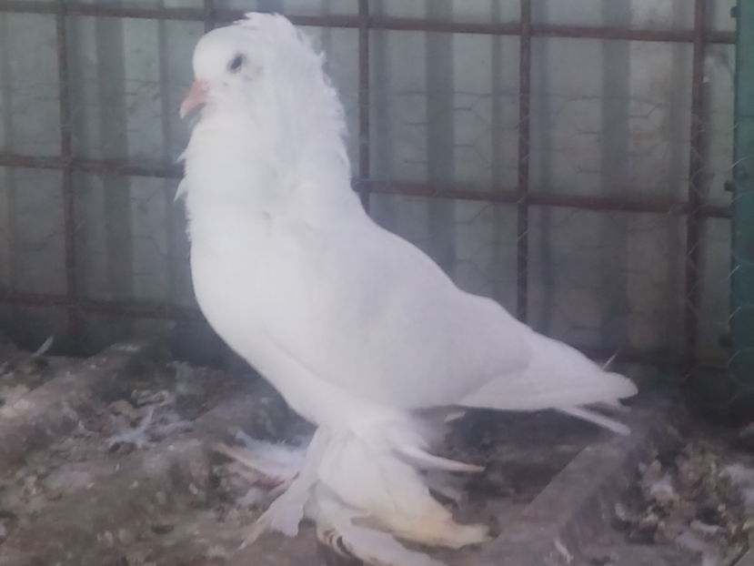 ; Un altfel smalkalden
