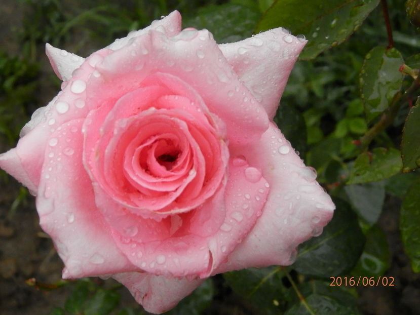P6024287 - Trandafiri 2016