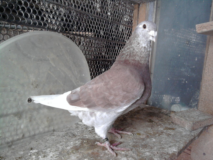 Fotografie0166 M09vandut