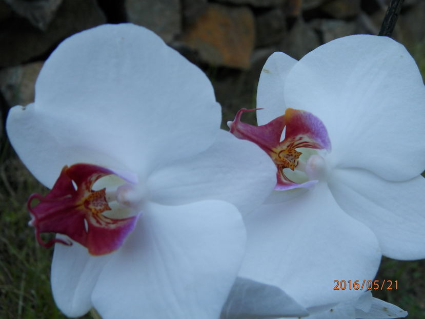P5214156 - Diverse floricele dragi sufletului meu