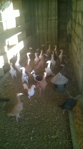 14874831_1237025063021574_974482890_n