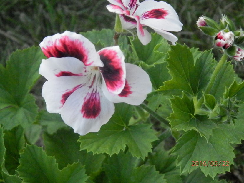 P5224209 - Diverse floricele dragi sufletului meu