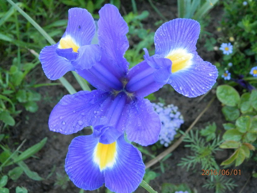 P6014244 - Diverse floricele dragi sufletului meu