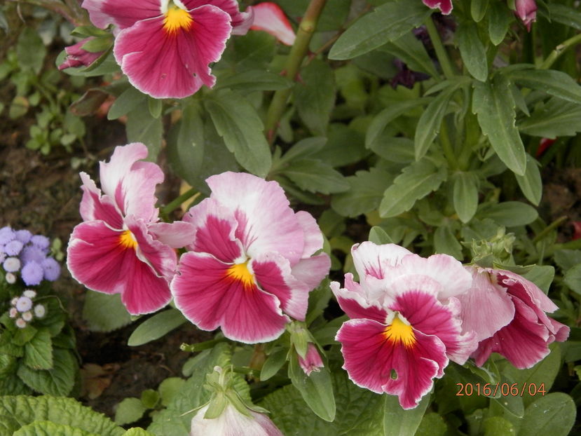 P6044269 - Diverse floricele dragi sufletului meu
