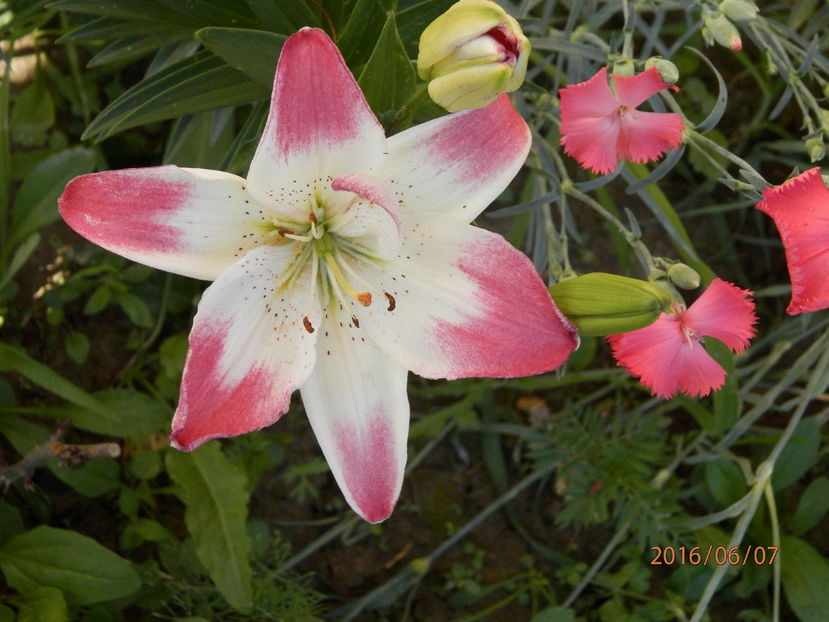 P6074281 - Diverse floricele dragi sufletului meu