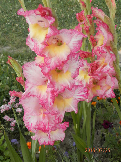 P7254686 - Diverse floricele dragi sufletului meu