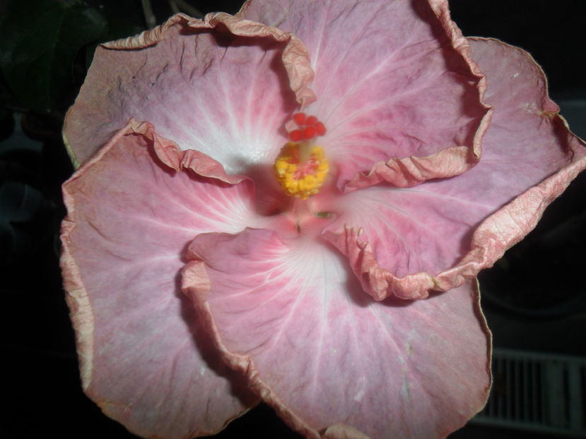  - hibiscusi 2016 -9