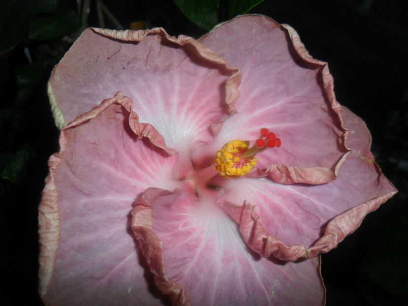  - hibiscusi 2016 -9