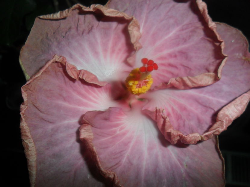  - hibiscusi 2016 -9