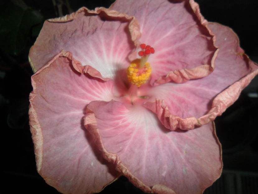  - hibiscusi 2016 -9