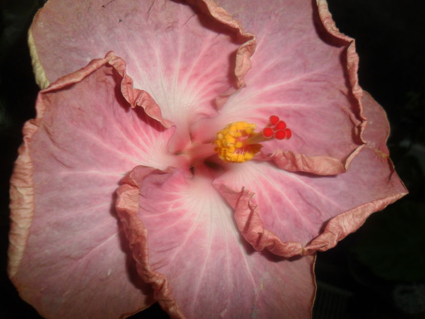  - hibiscusi 2016 -9