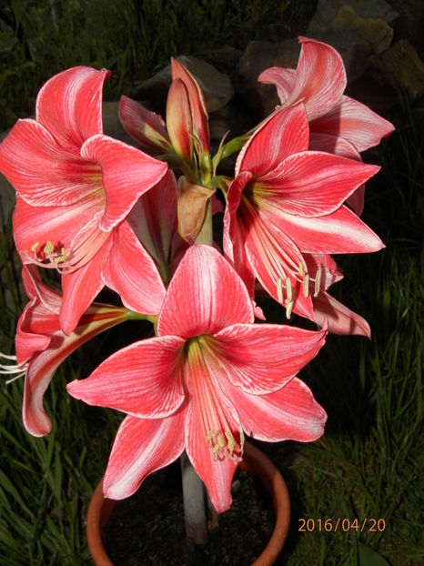 P4204040 - Crinii mei Amaryllis