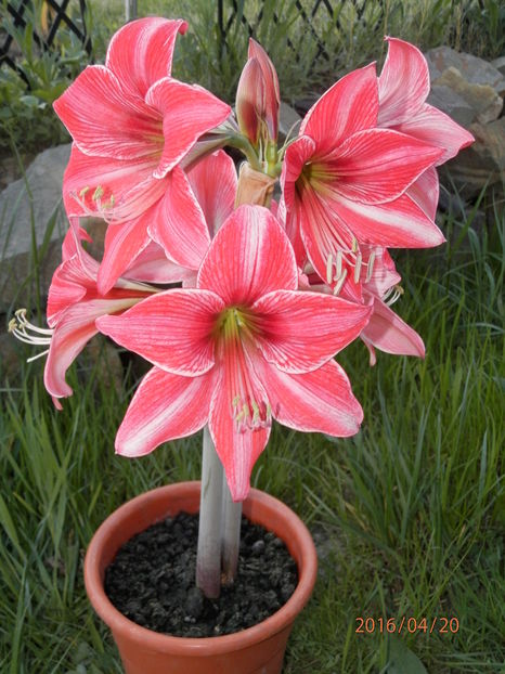 P4204044 - Crinii mei Amaryllis