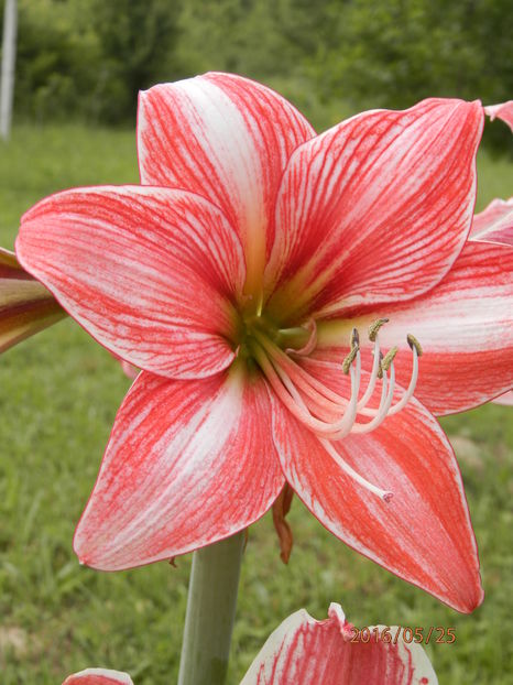 P5254230 - Crinii mei Amaryllis