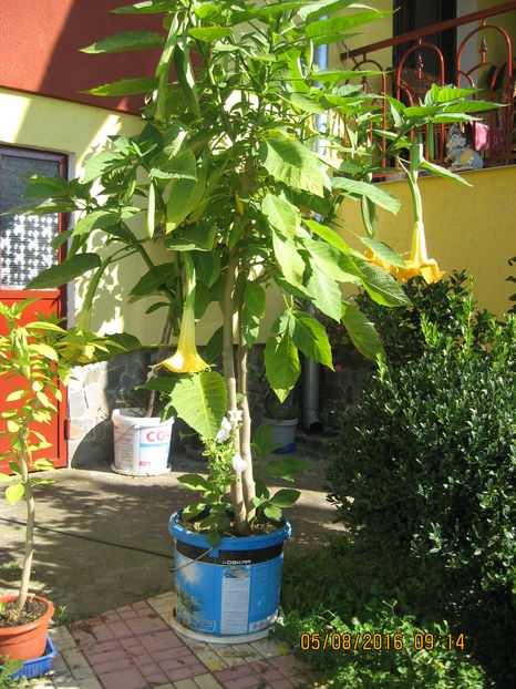 Picture 6933 - 3 BRUGMANSIA