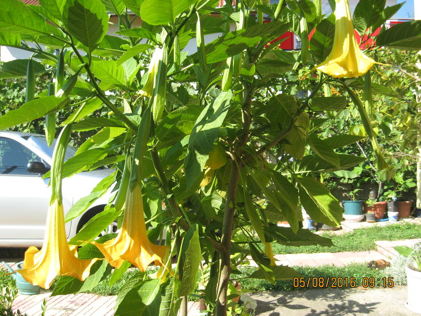 Picture 6934 - 3 BRUGMANSIA