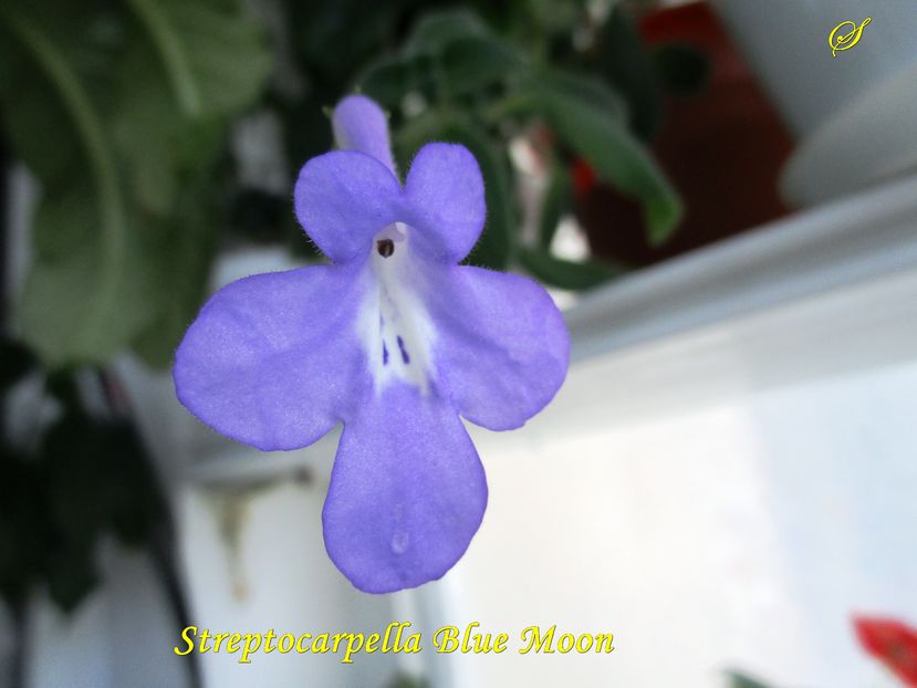 Streptocarpella Blue Moon (1-11-2016)