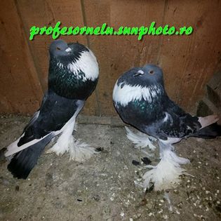 vânduți lui Bajureanu Ciprian (BT)