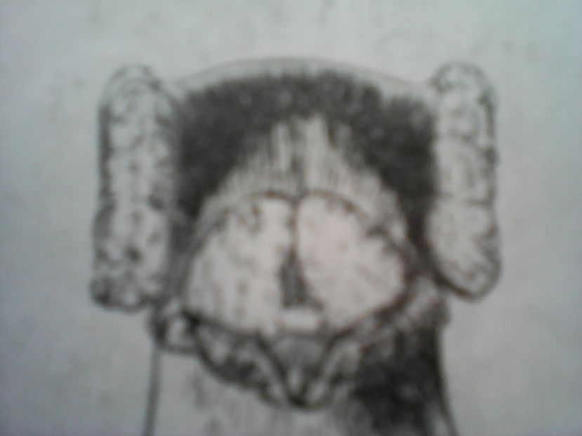 STANDARD - FAŢĂ adult DARVIN  ok 1855 - B E R B E R I  ---    BARBS  PIGEONS