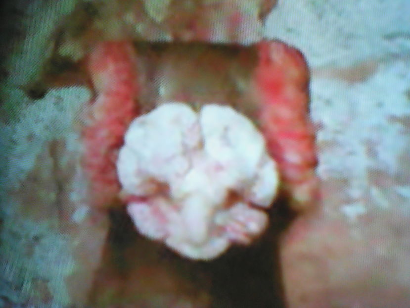  - B E R B E R I  ---    BARBS  PIGEONS