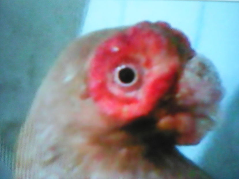  - B E R B E R I  ---    BARBS  PIGEONS