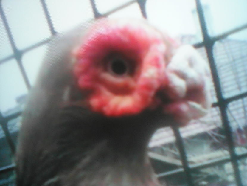  - B E R B E R I  ---    BARBS  PIGEONS