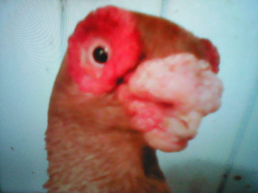  - B E R B E R I  ---    BARBS  PIGEONS