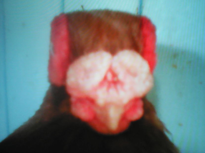  - B E R B E R I  ---    BARBS  PIGEONS