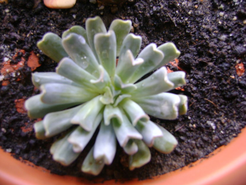 Echeveria runyonii