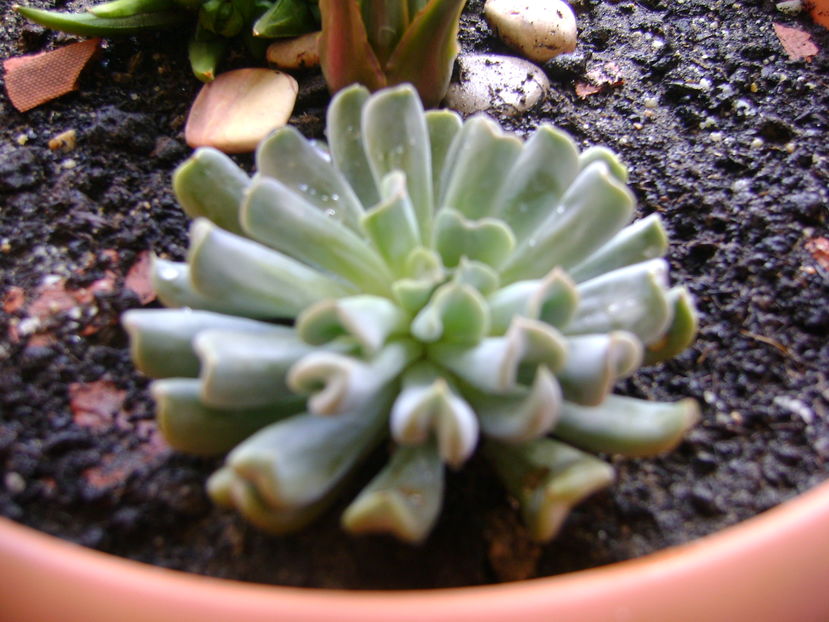 Echeveria runyonii