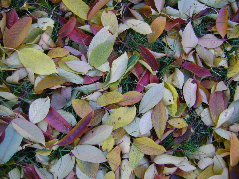 Culori si forme la inceput de noiembrie - Toamna 2016-2017