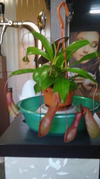 Nepenthes