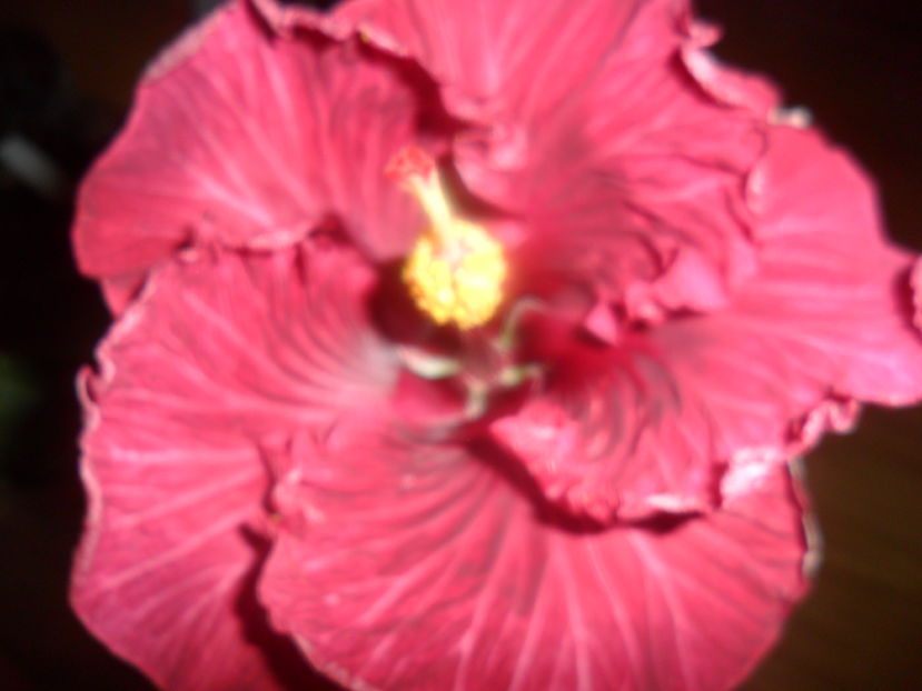  - hibiscusi 2016 -9