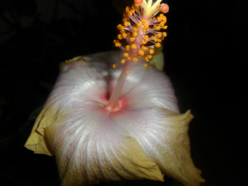  - hibiscusi 2016 -9
