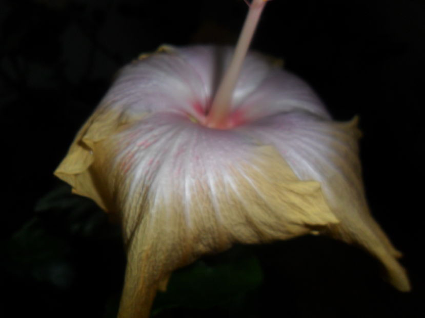  - hibiscusi 2016 -9