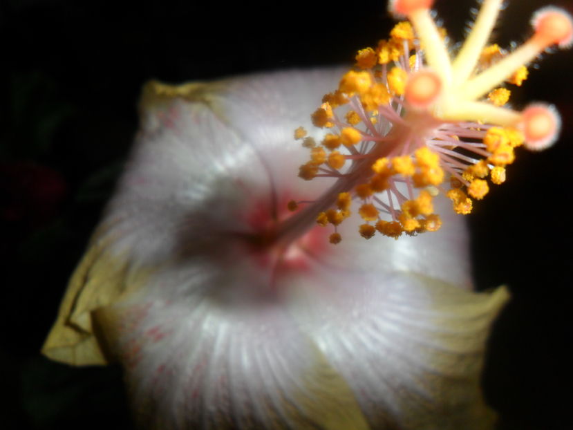  - hibiscusi 2016 -9
