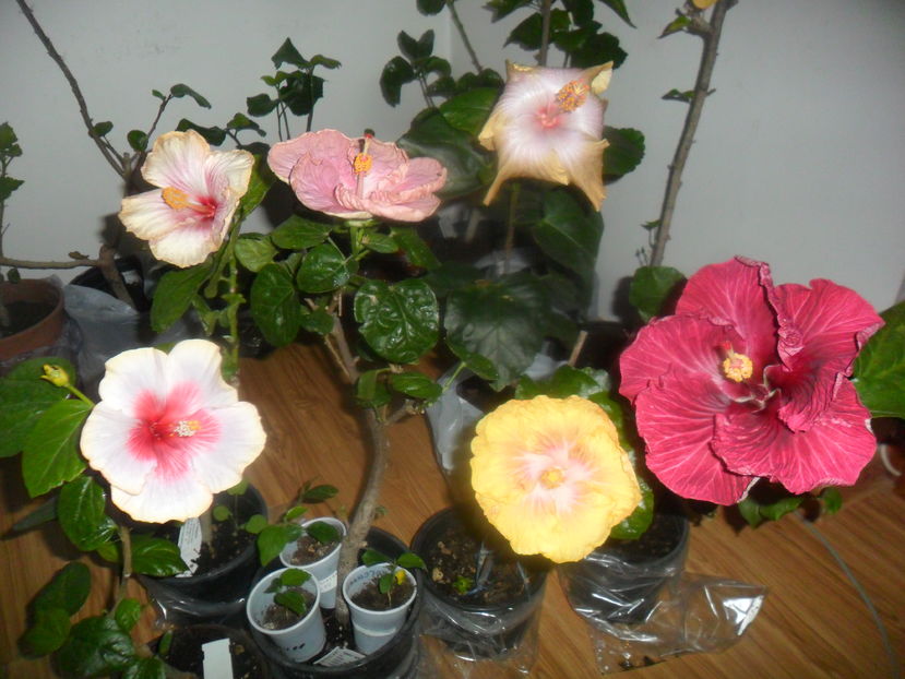  - hibiscusi 2016 -9