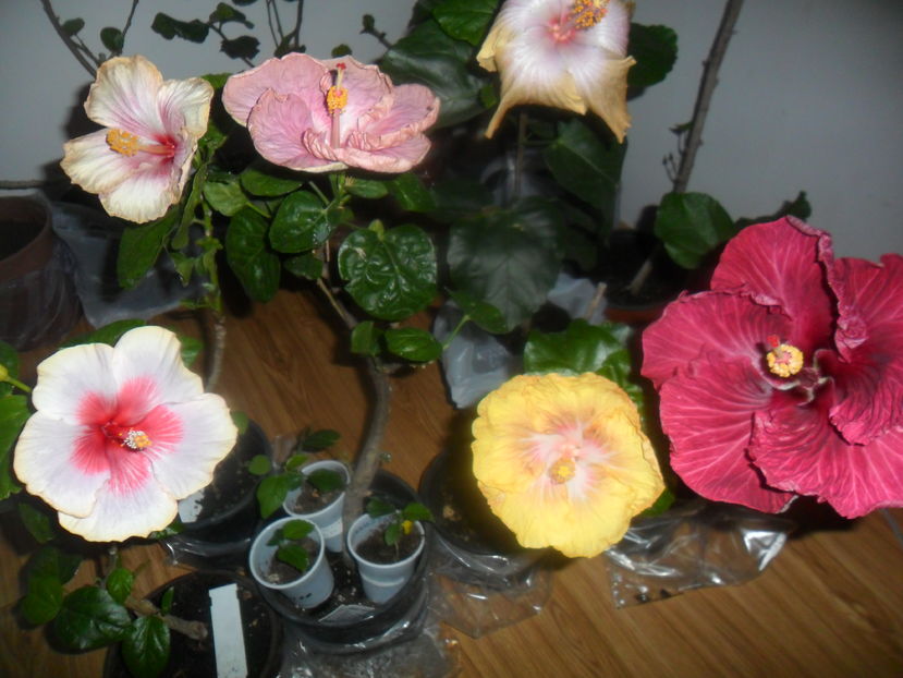  - hibiscusi 2016 -9