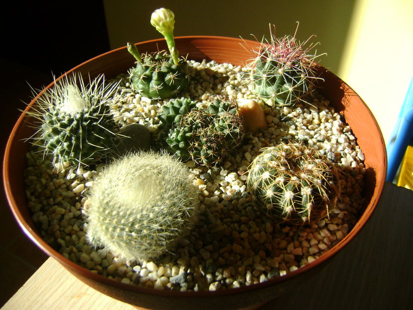 Grup de 6 cactusi; Gymnocalycium damsii v. tucavocense
Parodia haselbergii ssp. graessneri
Mammillaria spinosissima cv. un pico
Hamatocactus setispinus
Parodia werneri (Notocactus uebelmannianus)
Mammillaria polythele
