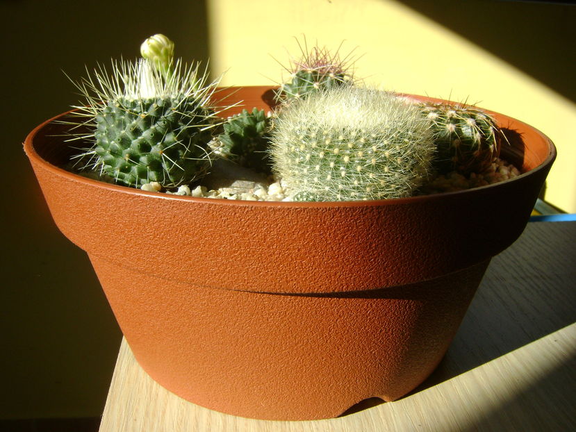 Grup de 6 cactusi; Gymnocalycium damsii v. tucavocense
Parodia haselbergii ssp. graessneri
Mammillaria spinosissima cv. un pico
Hamatocactus setispinus
Parodia werneri (Notocactus uebelmannianus)
Mammillaria polythele
