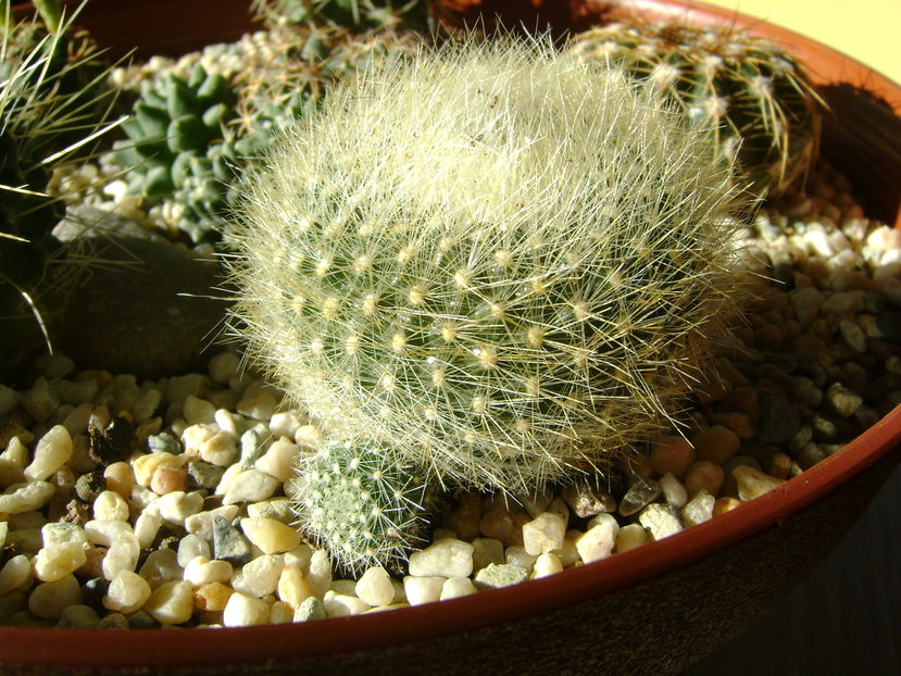 Parodia haselbergii ssp. graessneri
