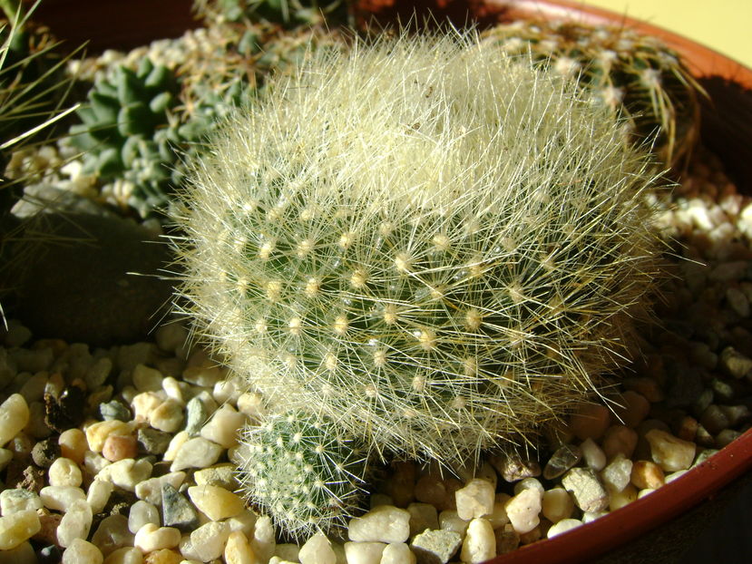 Parodia haselbergii ssp. graessneri
