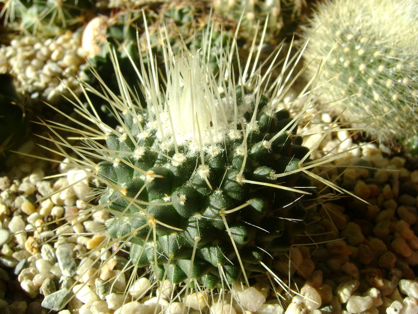 Mammillaria spinosissima cv. un pico
