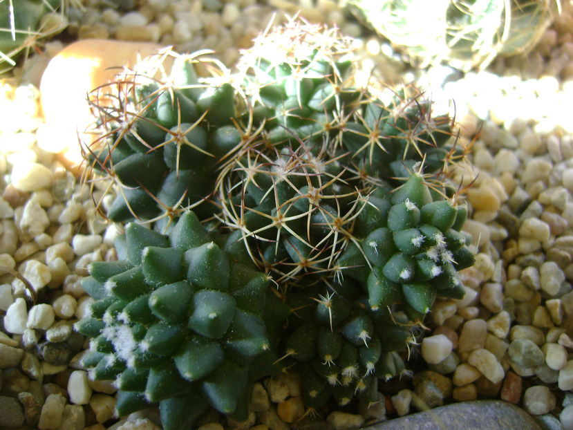 Mammillaria polythele cv. Stachellos & Mammillaria polythele ssp. obconella; colonie formata din 3 varietati de Mammillaria polythele
